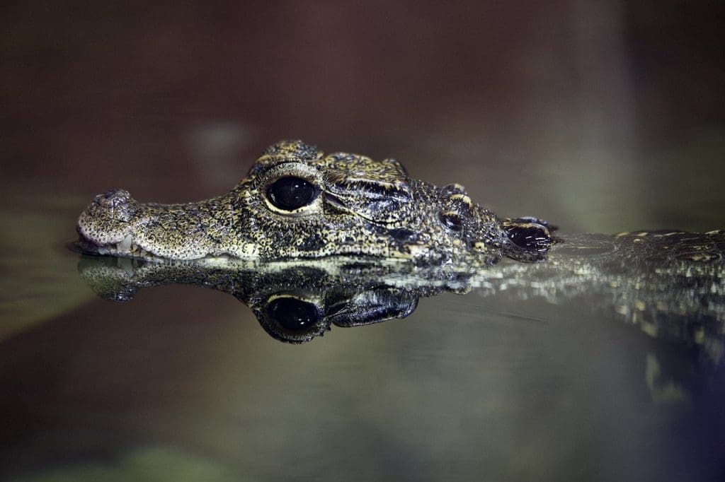 What To Do If Alligator Weed Is Taking Over Your Neighborhood