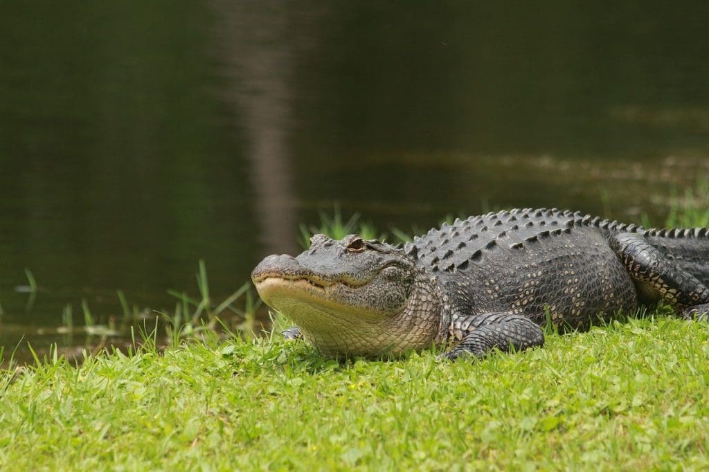 What To Do If Alligator Weed Is Taking Over Your Neighborhood