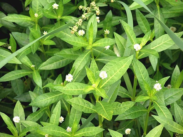 Community Guide To Preventing Alligator Weed From Spreading