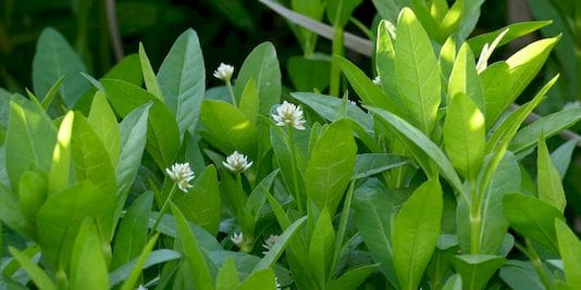 Community Guide To Preventing Alligator Weed From Spreading