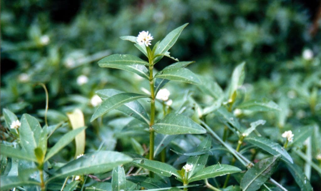 How To Report Sightings Of Alligator Weed To Local Authorities