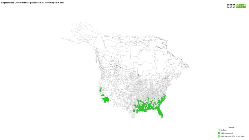 How To Report Sightings Of Alligator Weed To Local Authorities