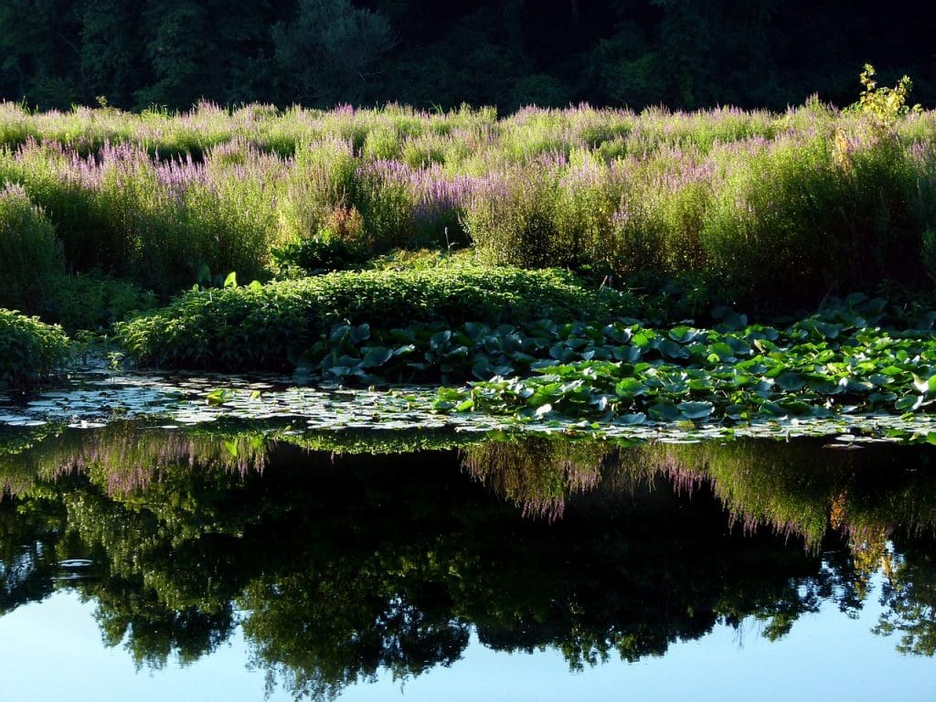 Understanding The Environmental Impact Of Alligator Weed Infestations