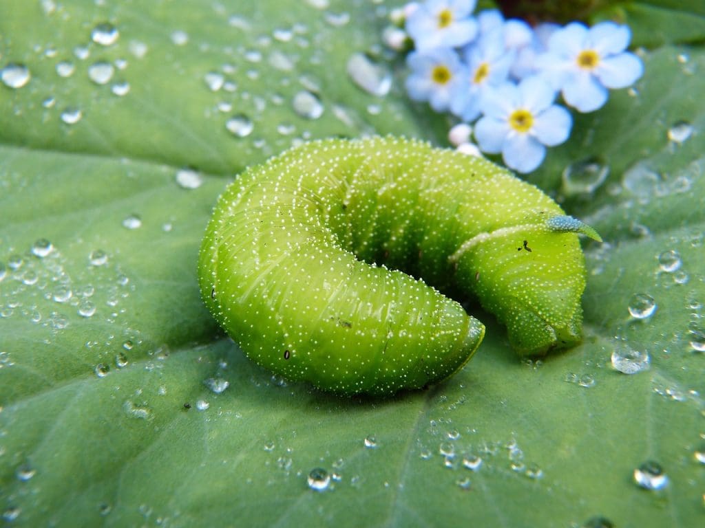 Most Popular Herbicides For Alligator Weed Control In Agricultural Lands