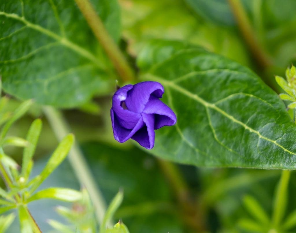 The Ultimate Beginners Guide To Identifying And Treating Alligator Weed In Your Neighborhood